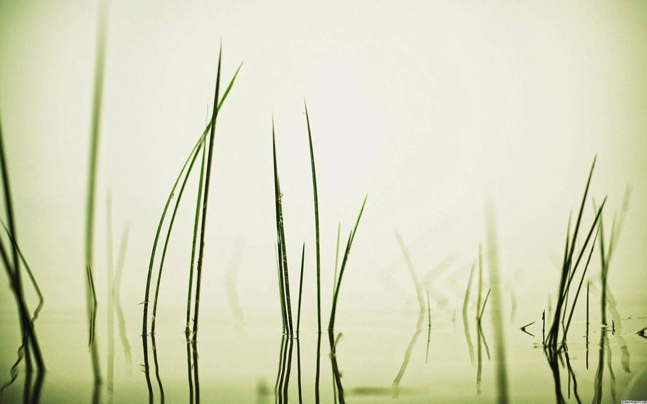 Swampy Grass
